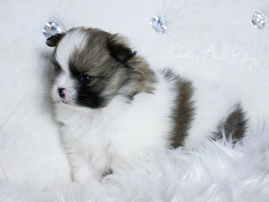Szpic miniaturowy Pomeranian Boo Szpice Śląskie Rodowód Samiec Hary