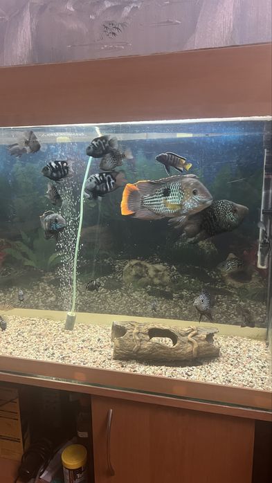 Продам аквариум с рыбами 200л.
