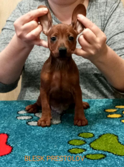 Підліток Цвергпінчер з родоводом UKU/FCI