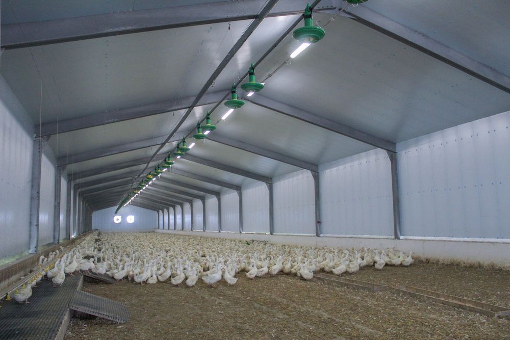 Ocieplenie Dachu Ścian Obory Tuczarni Kurnika Płyty Styrodur XPS AGRO