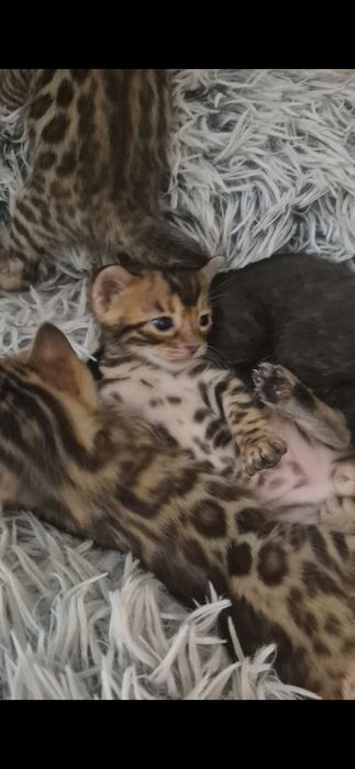 Bengal macho  puro + oferta cx automática