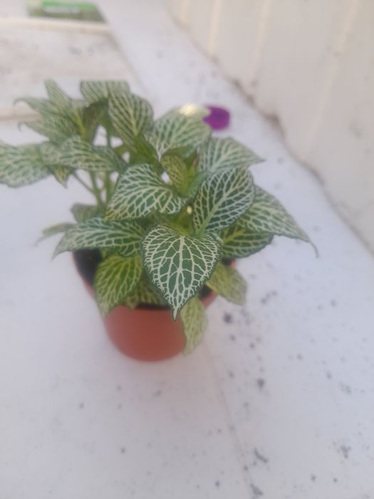 Planta natural lindíssima.