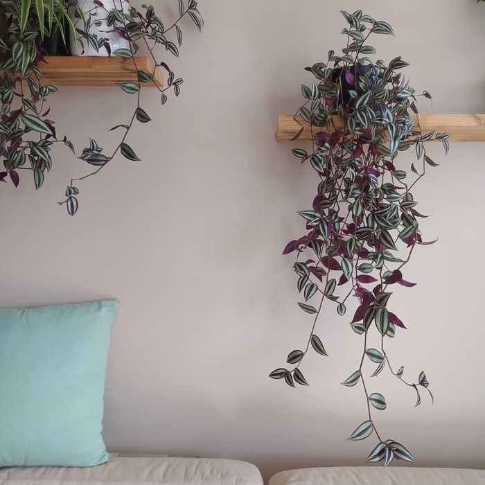 Trzykrotka roślina doniczkowa wisząca