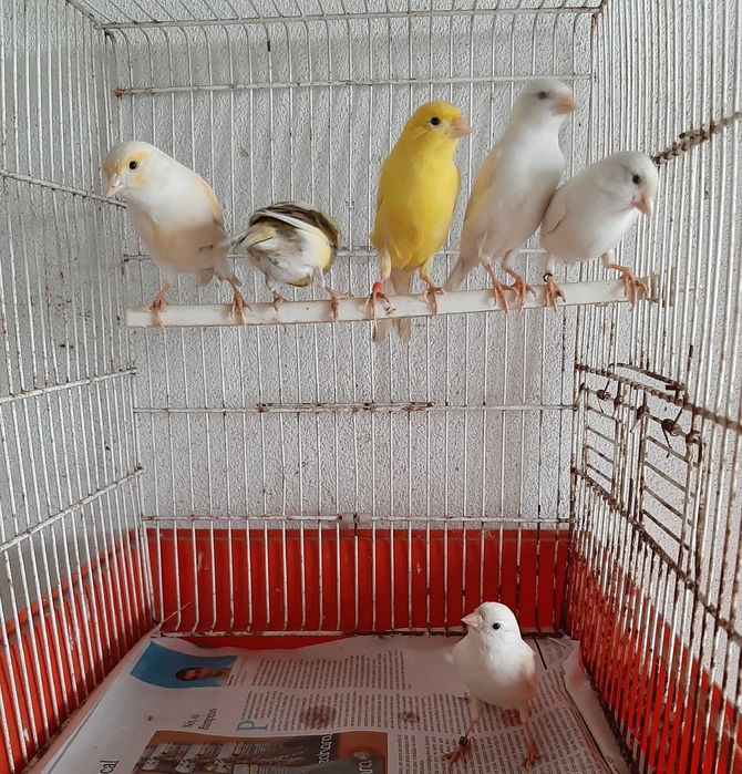 Canários de 2025 para ceder