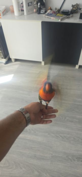Vendo Loris Molucanos
