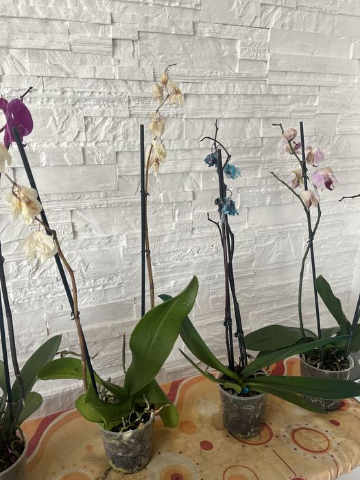 Storczyki po kwitnieniu