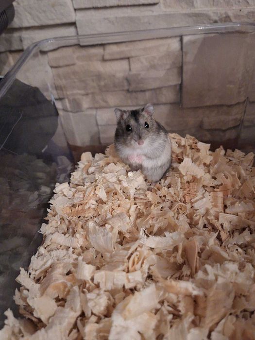 Młode chomiki hybrydy do adopcji