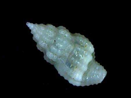 Muszle morskie= Lienardia apiculata