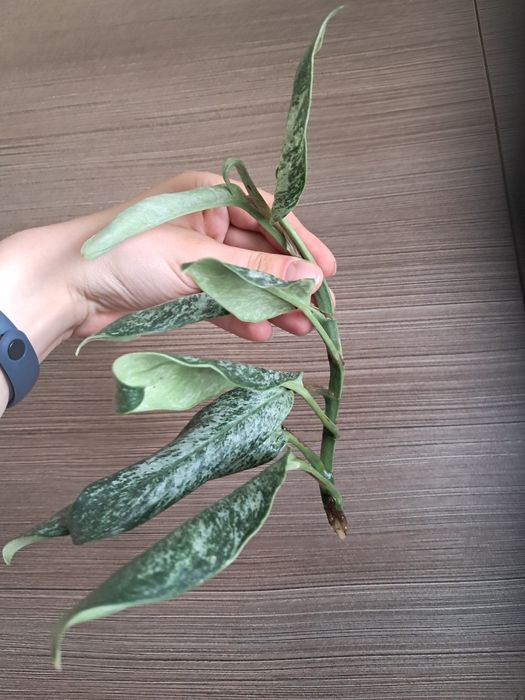 Raphidpohora elliptica mint rafidofora
