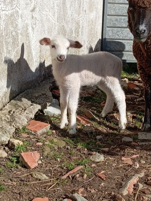 Vendo ovelha e  borrega