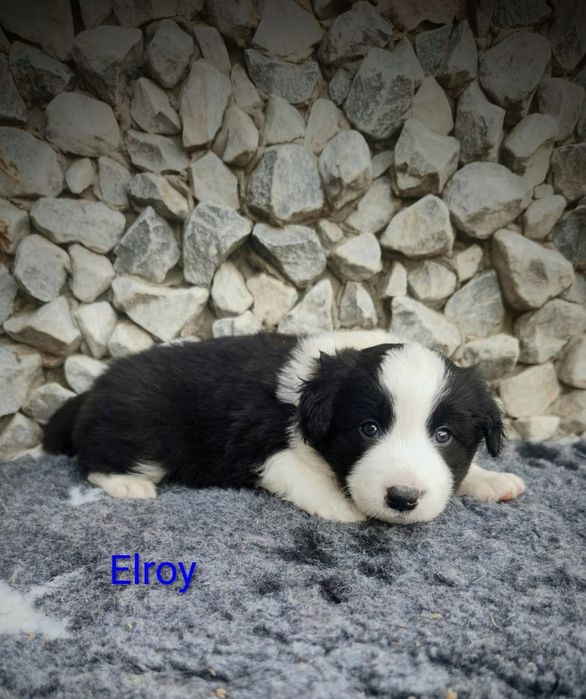 Border collie cudowny piesek, przebadani rodzice