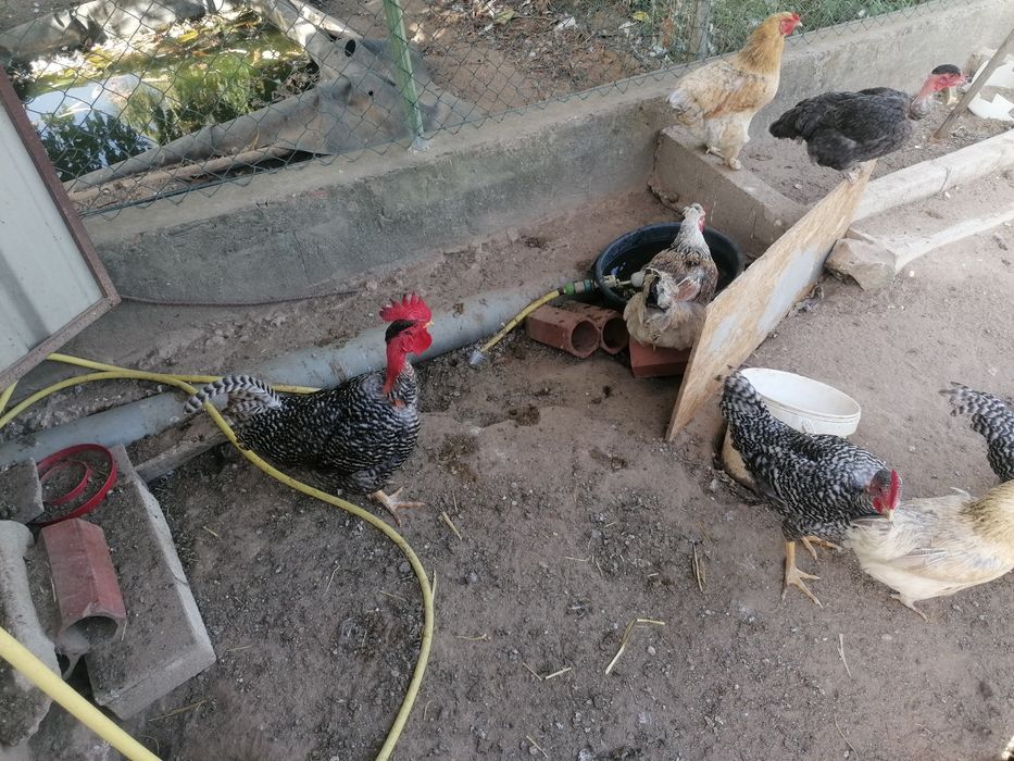 Galinhas E galos para diminuir o efectivo cá de casa..