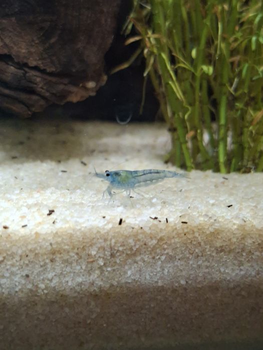 Krewetki Blue Velvet