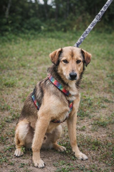 Najsmutniejszy pies w schronisku. 3 letni Boluś