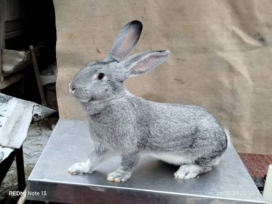 Кролі породи шиншила