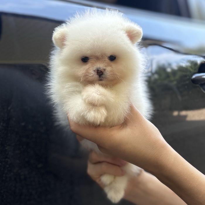 ляльковий ведмедик шоу класса