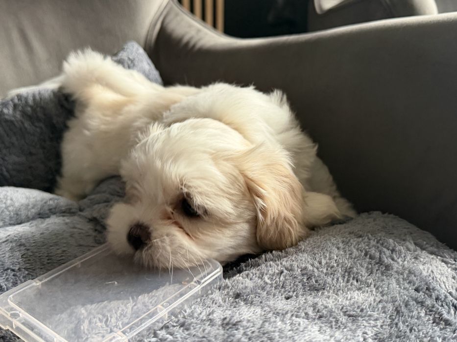 Shih tzu sunia bicolor