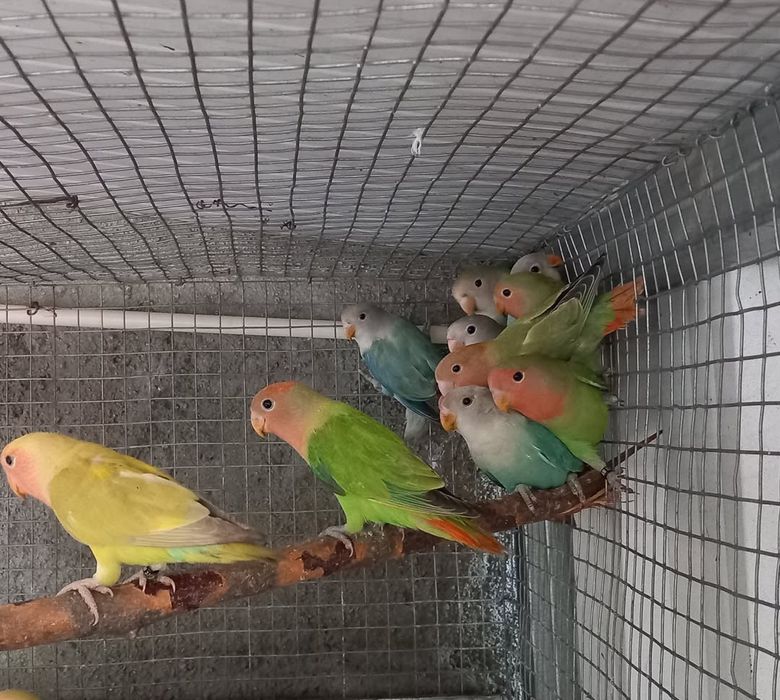 Agapornis roseicollis machos