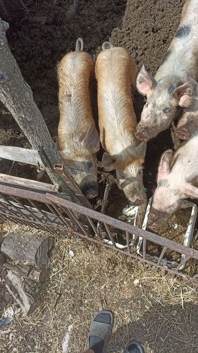 Продам  хрячкаів молодих на сімена