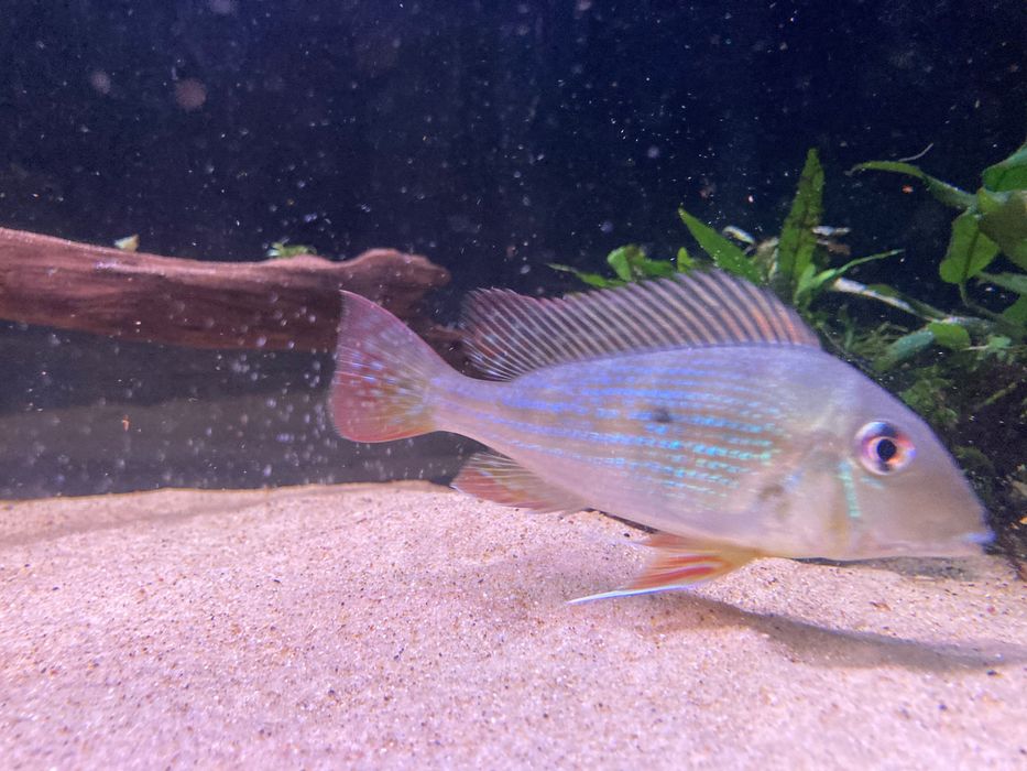 Geophagus Altifrons