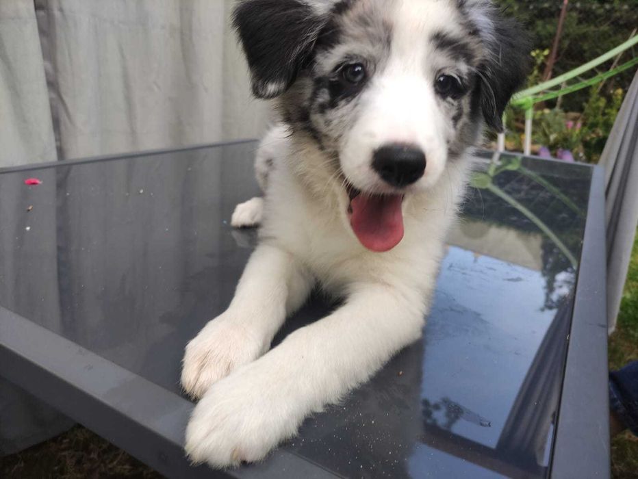 Ostatni piesek Border Collie Blue Merle z rodowodem, gotowy do odbioru