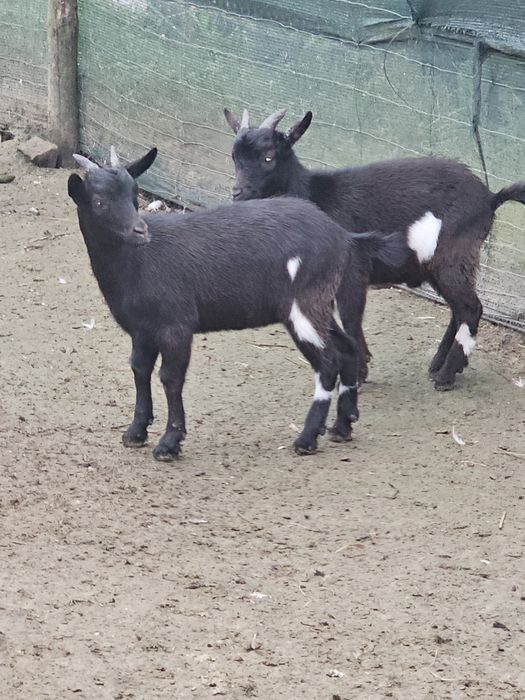 Kozy,y miniaturki