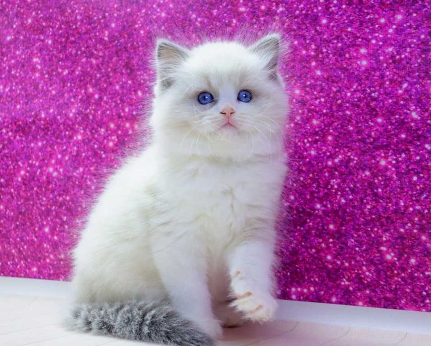 . Мальчишка с прививками-РЕГДОЛЛ//Ragdoll