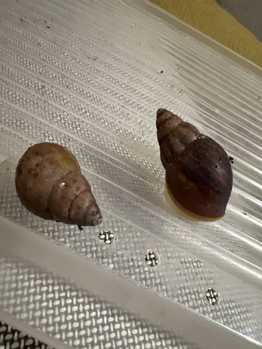 Achatina Slimak Afrykański