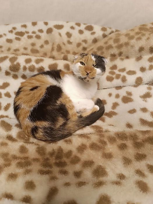 Породистая вислоухая Фюрер