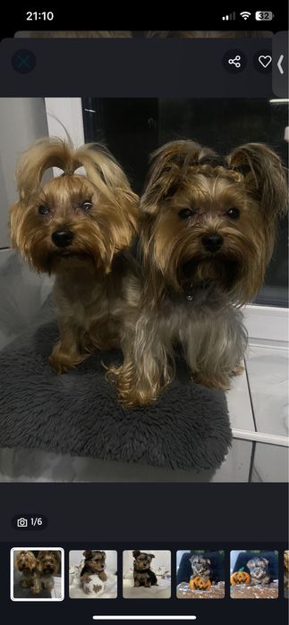 Мінік йорк хлопчик темний окрас