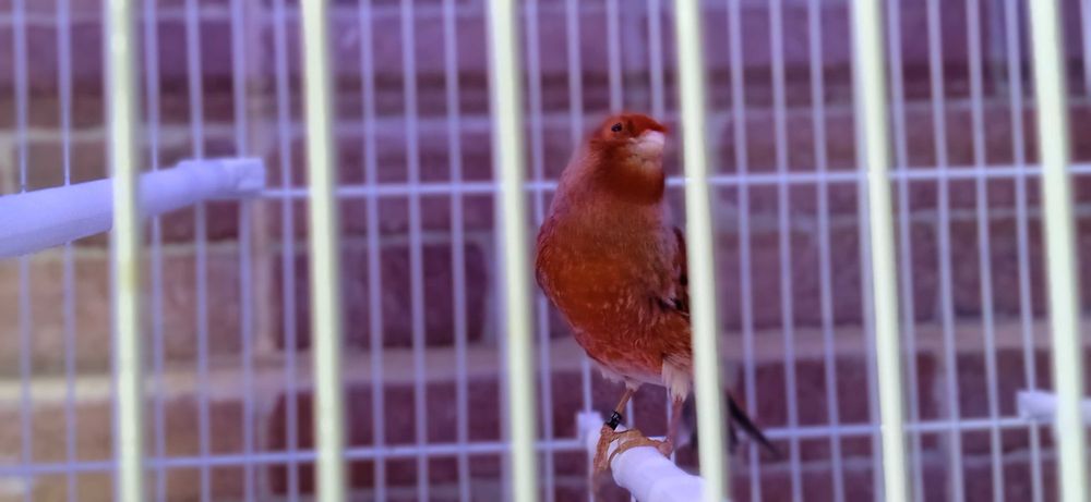 Canario Macho Agata Vermelho Intenso de 2025