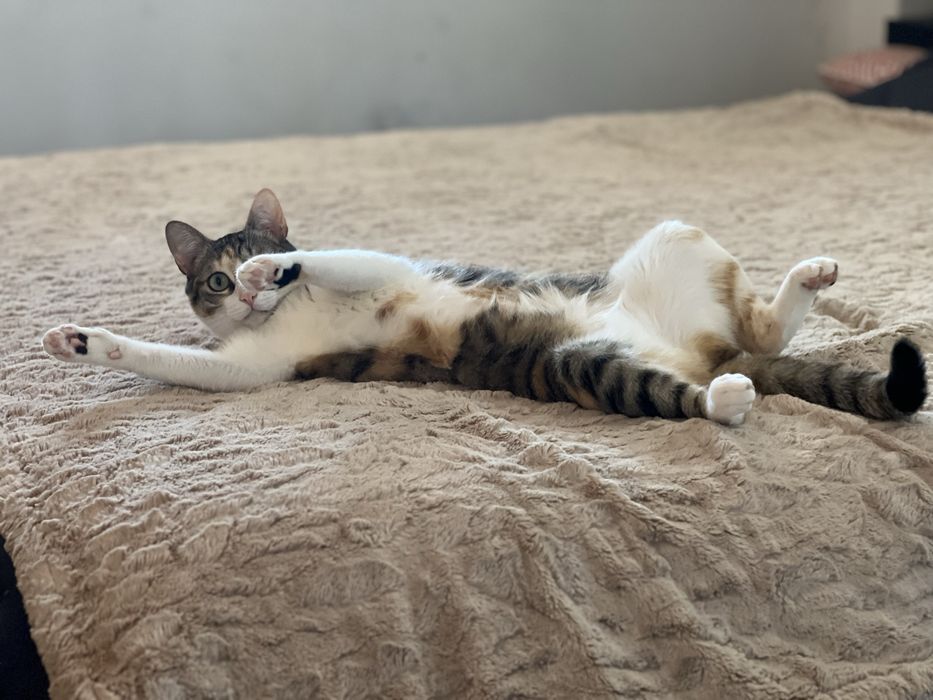 Gata para adoção