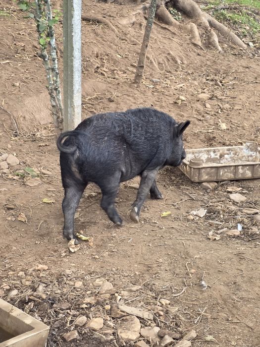 Porcos (leitões) American Guinea Hog