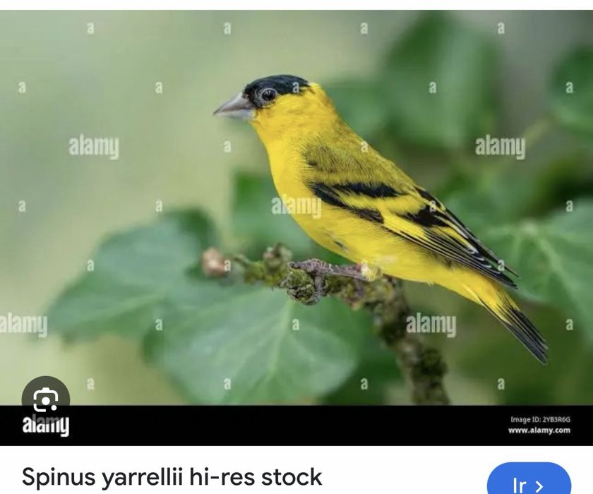 Aves yarrelli procuro para adquirir