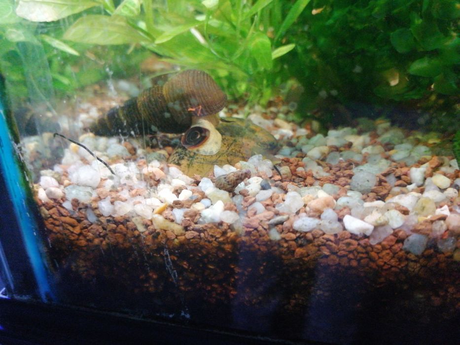 Guppies, papagaios anões e camarões