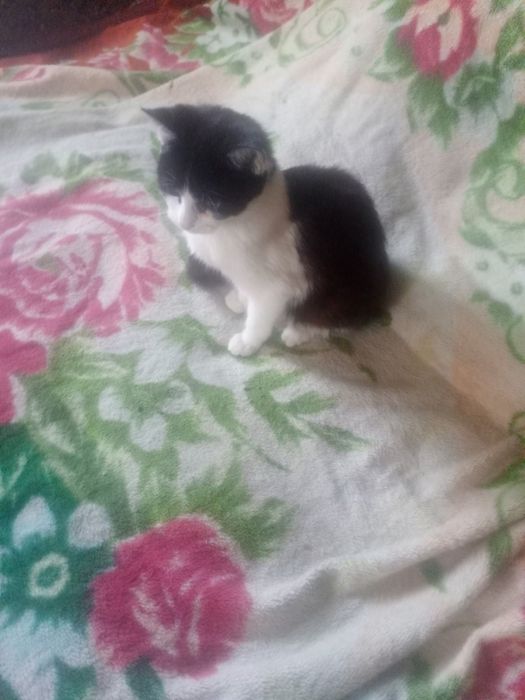 Чудовий хлопчик у родину