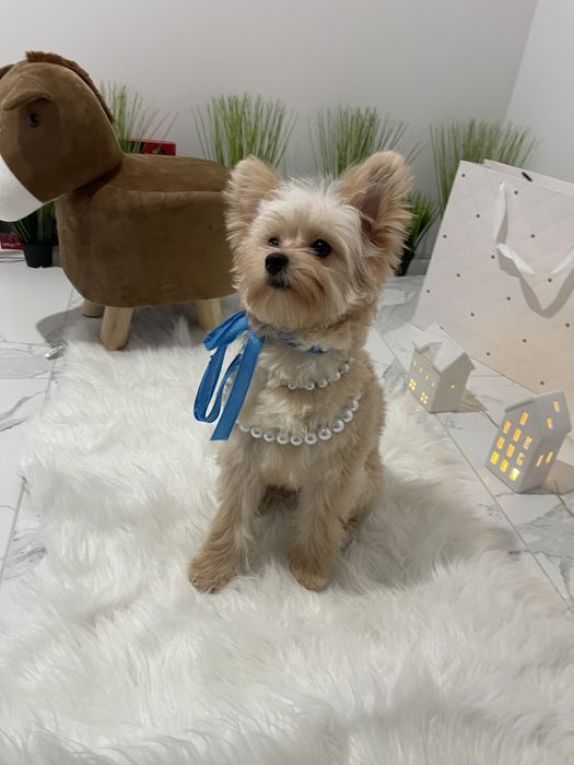 Помапу — Маленькі моделі для обіймів