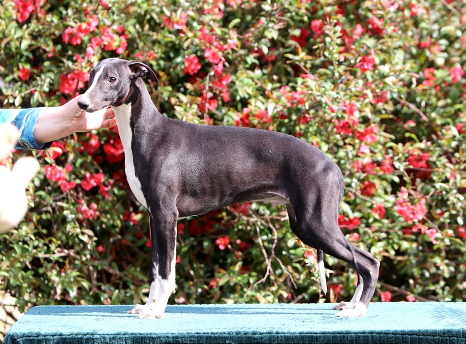Whippet Chart angielski ZKwP/FCI cudny piesek SLINK