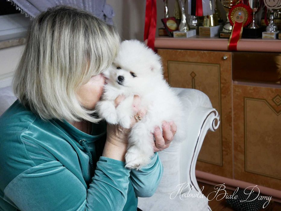 Szpic miniaturowy Samiec piesek Amant