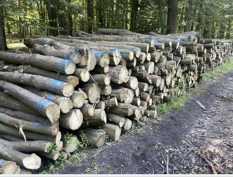 Drewno grab dab brzoza sosna i inne w metrach kłoda walki dostawa
