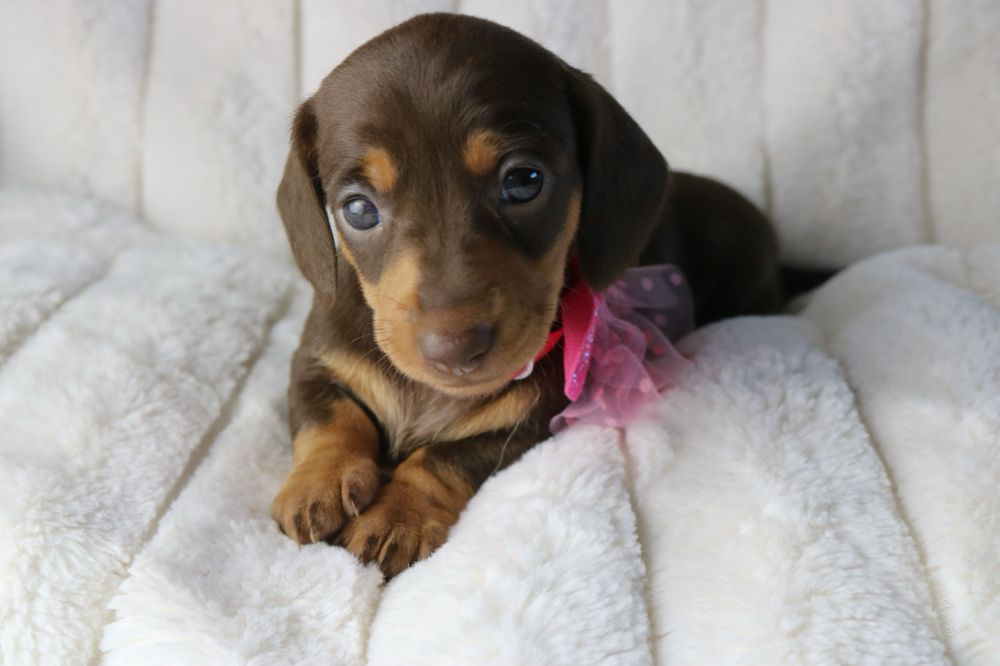 teckel macho chocolate