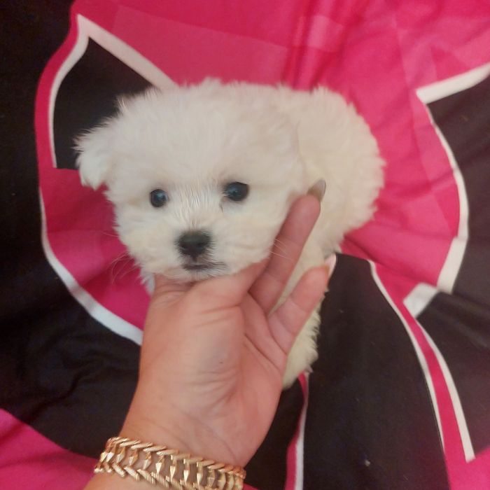 Maltanczyk gotowy do odbioru