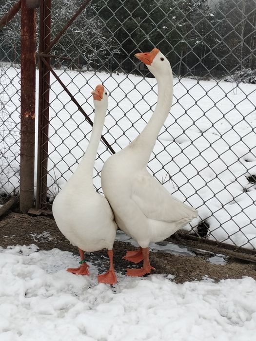 Gęsi Chińskie,,Samiec,,