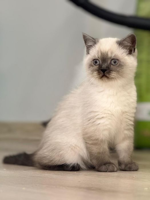 Kot brytyjski kotka brytyjska point do odbioru