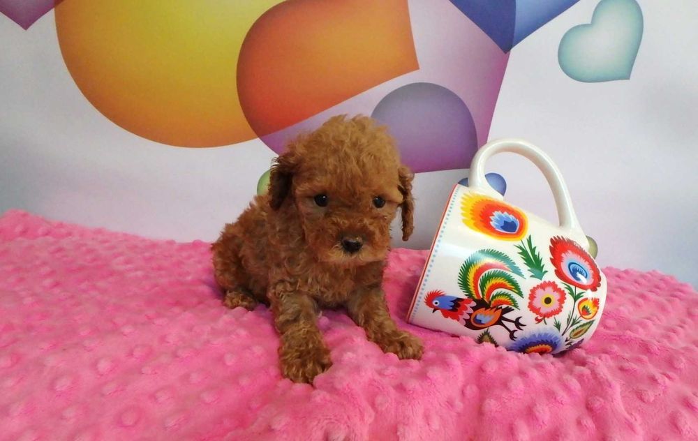 pudel   toy miniatura piesek red do odbioru od  20 września