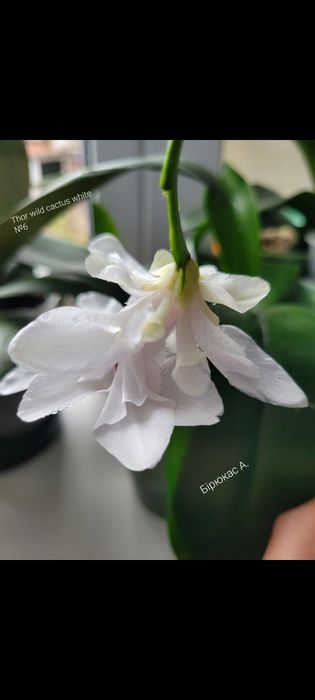 Шлюмбергера сортова