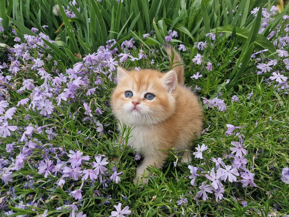 Розплідник Luxio Family пропонує кошенят золотої британської шиншили