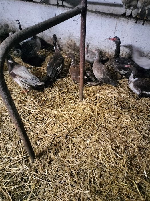 Kaczki kaczory piżmowe francuskie  młode