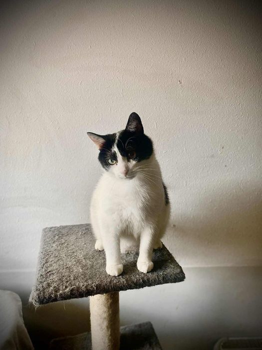 Duży kocurek Bodzio szuka domu!