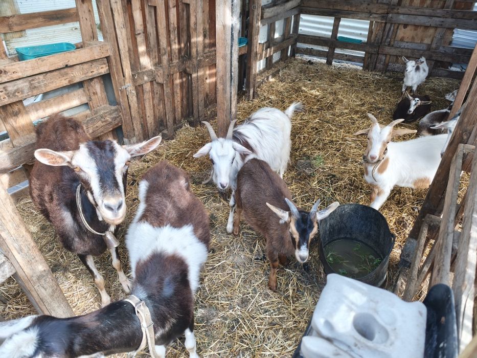 Cabras, bodes e cabritos